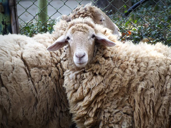 Zottelige Schafe — Stockfoto