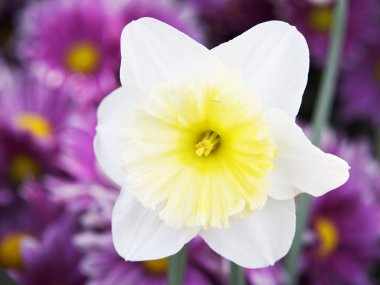 içinde beyaz çiçek sarı yapraklar