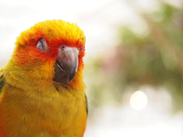 Sleepy Sun Conure Bird — Stock Photo, Image