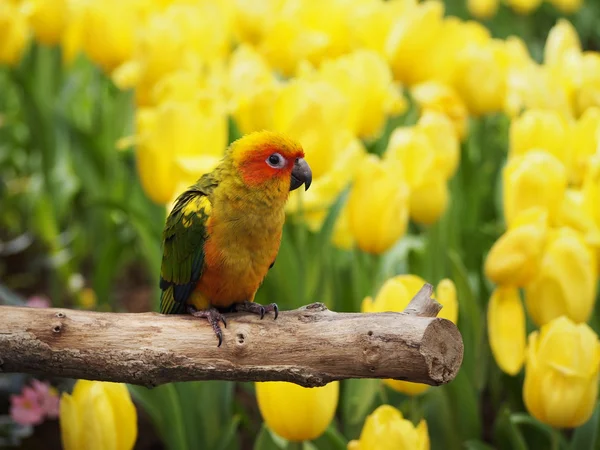 Sol conure pássaro no jardim — Fotografia de Stock