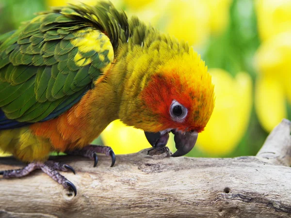 Сонячний колір птаха в саду — стокове фото