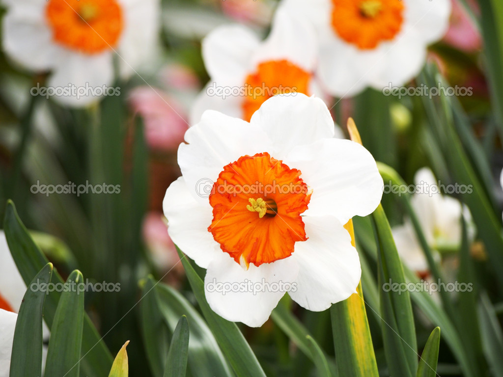 Orange Leaves Within White Flower