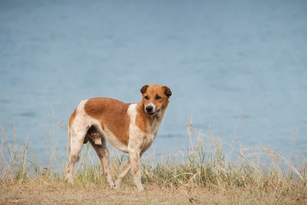 Dog with lake background — Stock Photo, Image