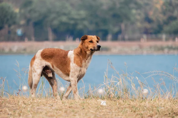 Dog with lake background — Stock Photo, Image