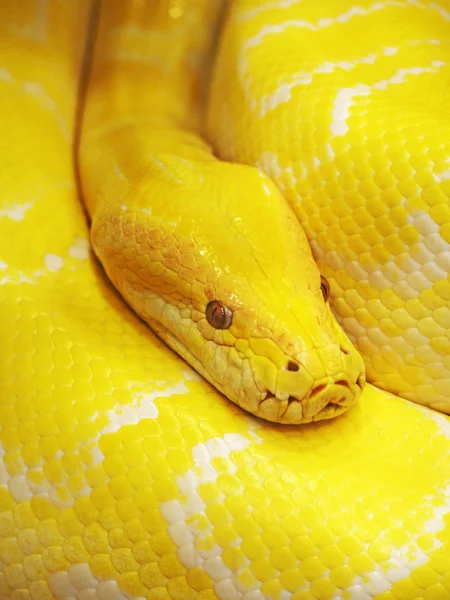 Yellow snake