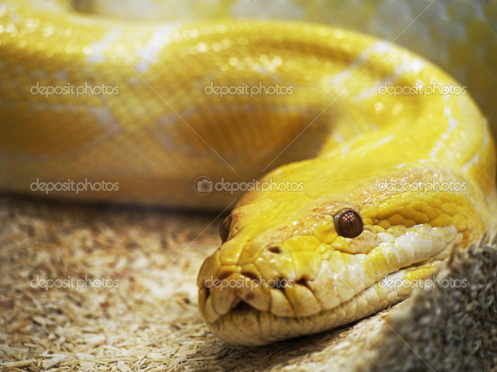Images Of Cake And A Snake Images Of Cake And A Snake