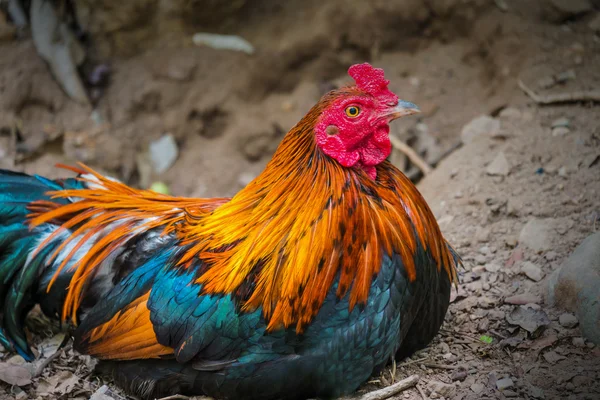 Beautiful rooster — Stock Photo, Image