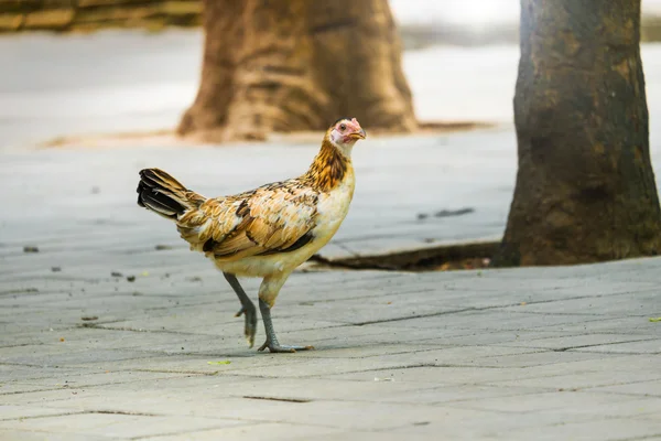 Hen on the ground — Stock Photo, Image