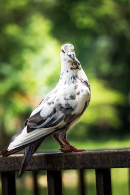 Ücretsiz uçan güvercin