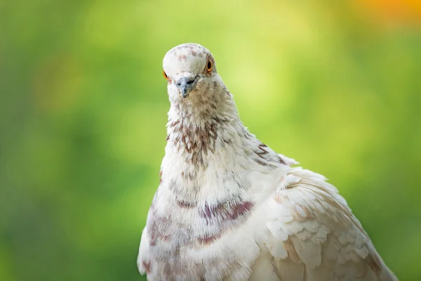 Freifliegende Taube — Stockfoto