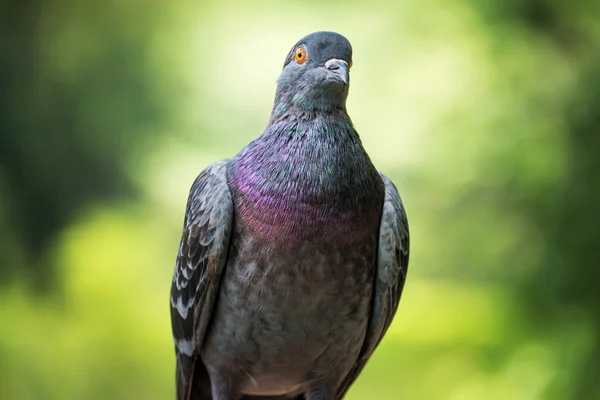 Free flying pigeon — Stock Photo, Image