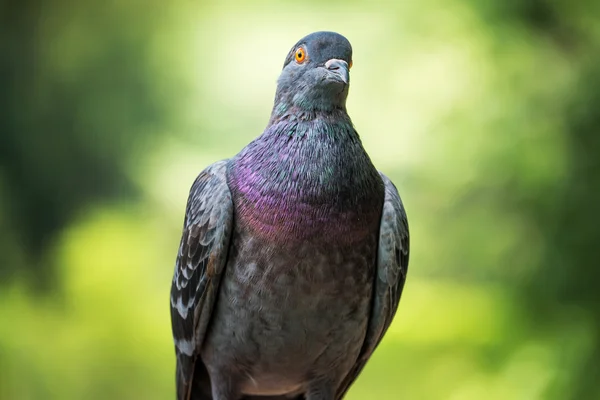 Freifliegende Taube — Stockfoto