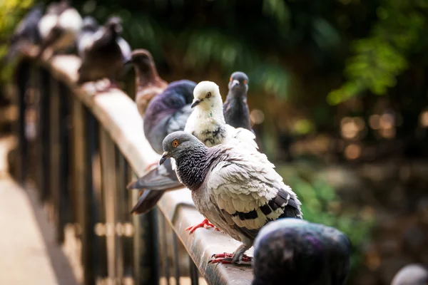 Freifliegende Taube — Stockfoto