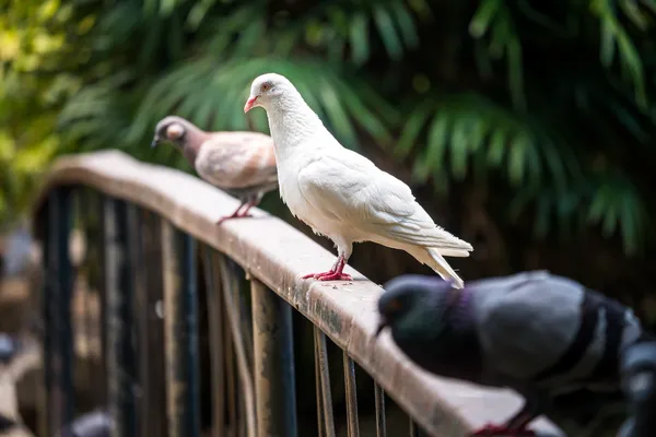 Pombo na natureza — Fotografia de Stock