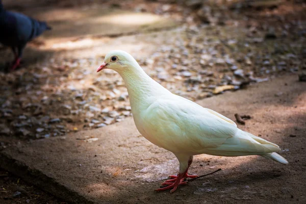 Pombo na natureza — Fotografia de Stock