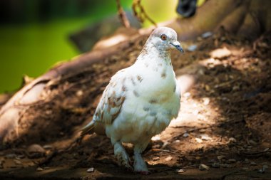 Yere serilmiş güvercin