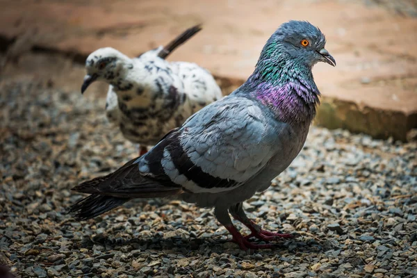 Pombo no chão — Fotografia de Stock