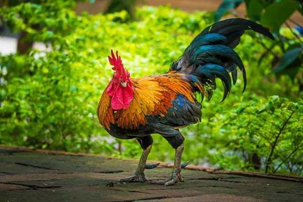 Rooster on the ground — Stock Photo, Image