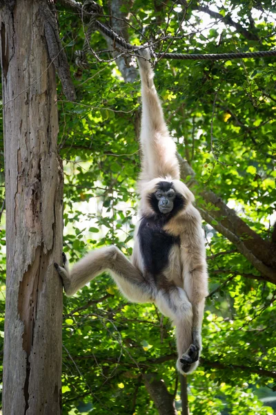 Naughty gibbon — Stock Photo, Image