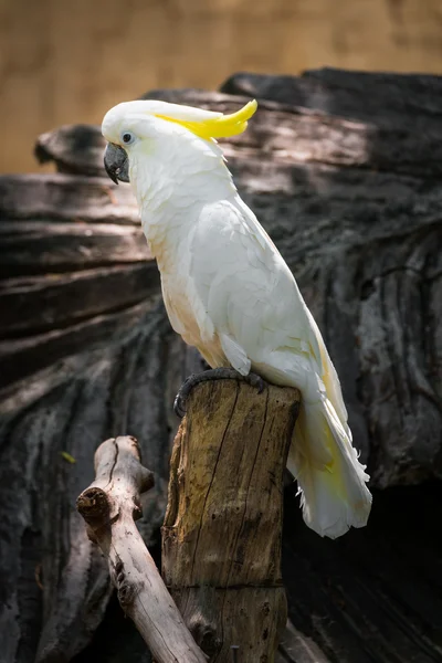 Hermosa cacatúa —  Fotos de Stock