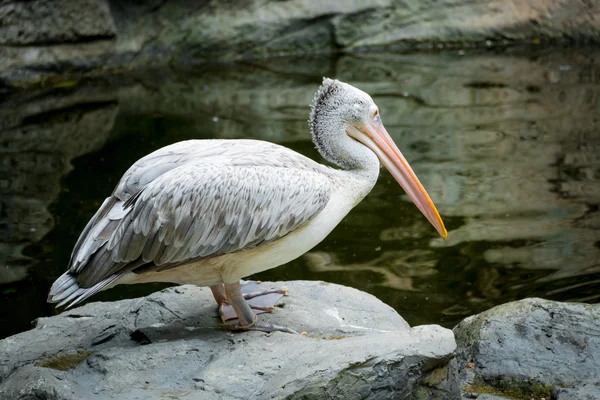 Pelikan in der Natur — Stockfoto