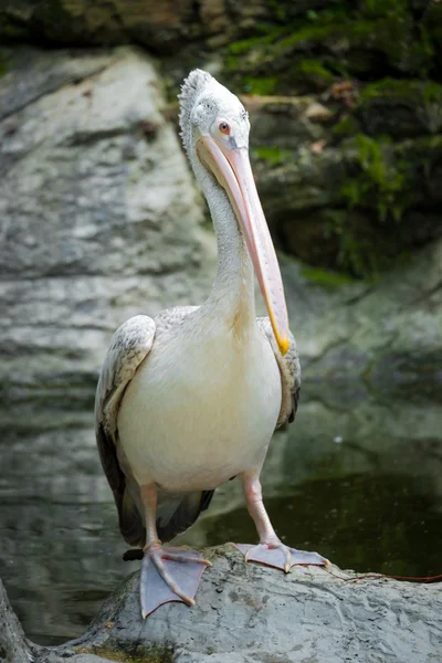 Pelican in nature — Stock Photo, Image