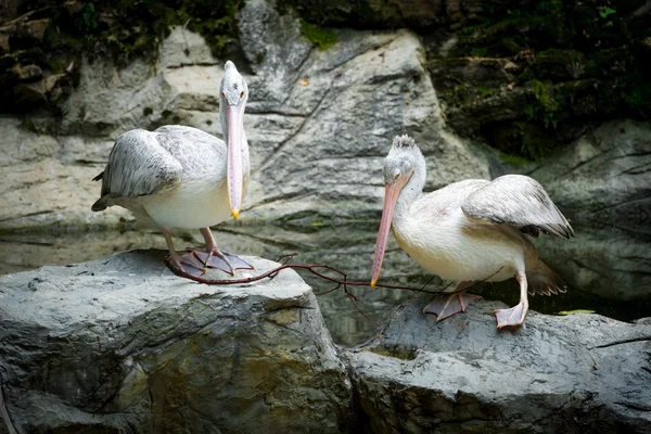 Couple of Pelican — Stock Photo, Image