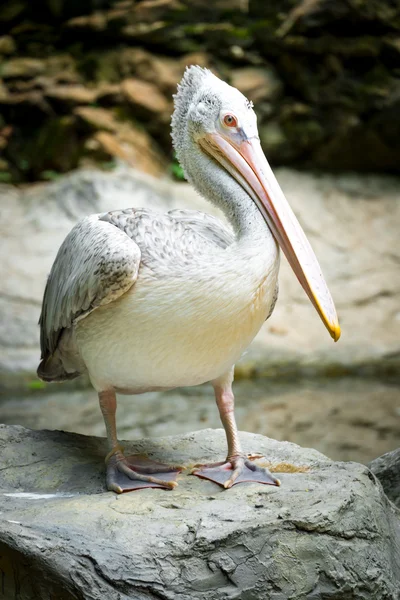 Pelican in nature — Stock Photo, Image