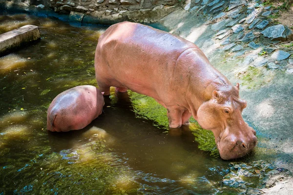 Hippopotame — Photo