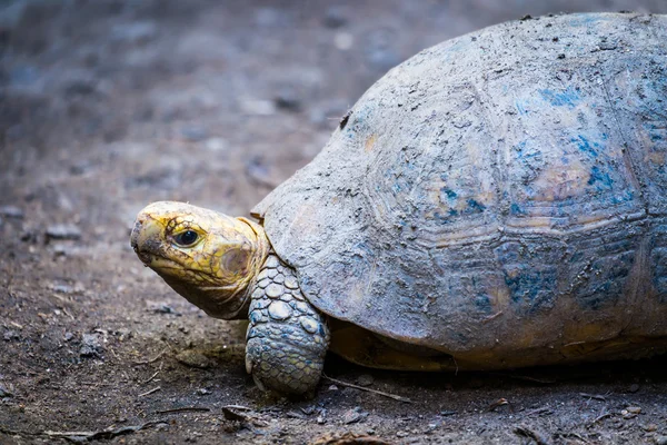 Tortuga en la naturaleza — Foto de Stock