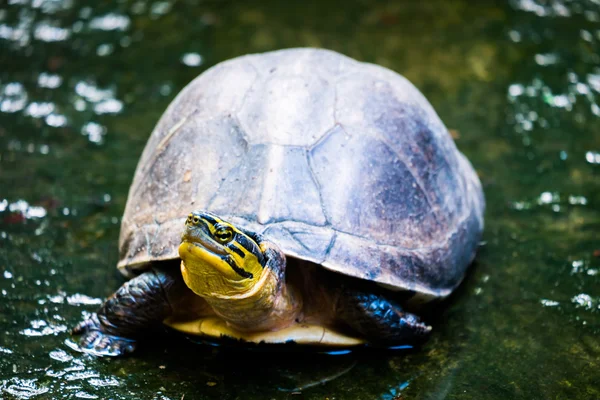 Turtle in nature — Stock Photo, Image