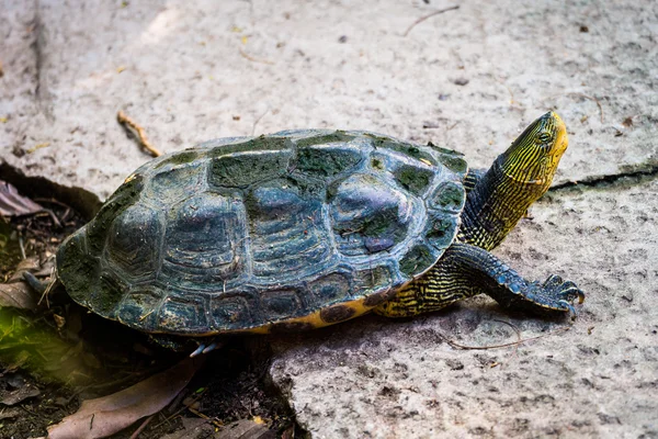 Kilpikonna luonnossa — kuvapankkivalokuva