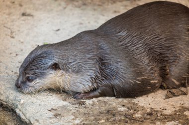 sevimli küçük su samuru