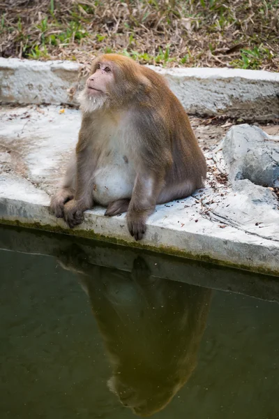 Mono en acción — Foto de Stock