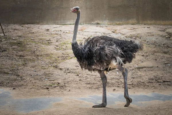 Walking ostrich — Stock Photo, Image