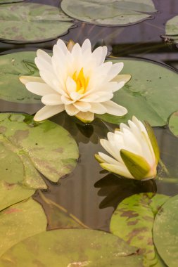 güzel Nilüfer Göle barış