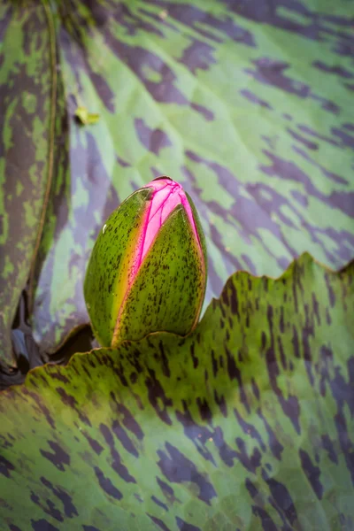 Beautiful waterlily in lake of peace — Stock Photo, Image