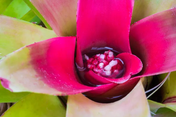 Bromeliad treetop — Stock Photo, Image