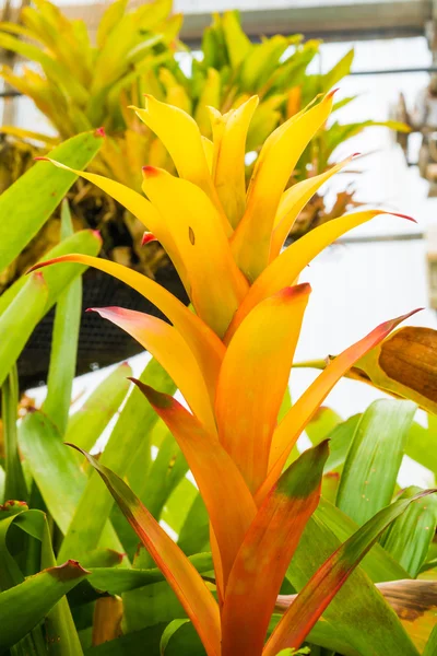 Bromeliad treetop — Stok fotoğraf