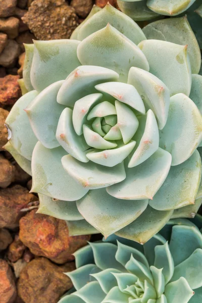 Kalanchoe - Rose of desert — Stock Photo, Image