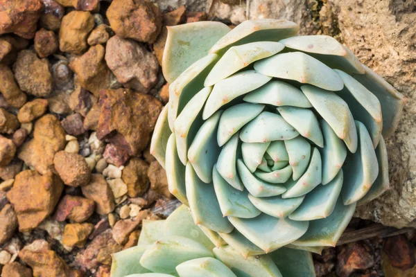 Kalanchoe - Rose of desert — Stock Photo, Image