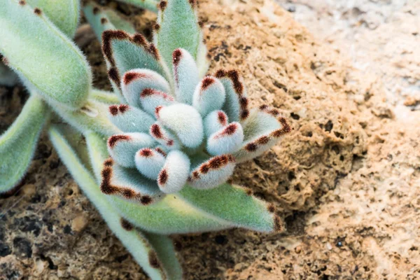 Kalanchoe - Rose of desert — Stock Photo, Image