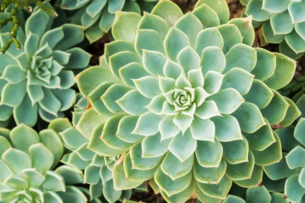 Kalanchoe - Rose of desert — Stock Photo, Image