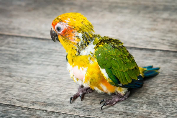 Dziecko słońca conure papuga na drewniane tła — Zdjęcie stockowe