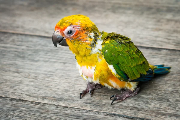 Dziecko słońca conure papuga na drewniane tła — Zdjęcie stockowe