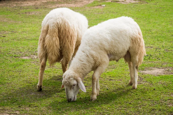Weiße Schafe auf dem Feld — Stockfoto