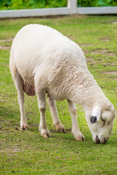 White sheep in the field — Stock Photo, Image