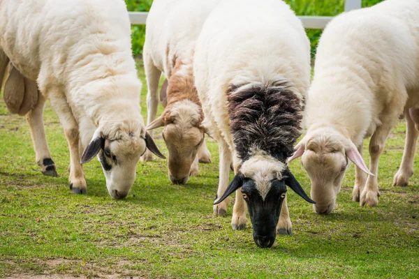 White sheep in the field — Stock Photo, Image