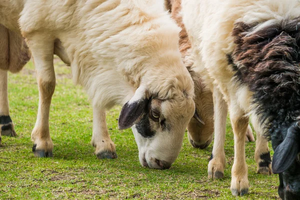 White sheep in the field — Stock Photo, Image