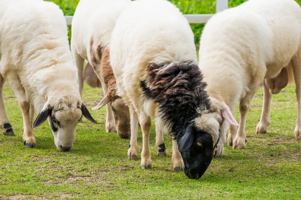 Biała owca na polu — Zdjęcie stockowe